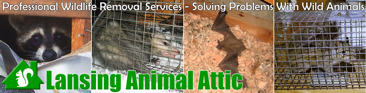 Lansing Animal Attic